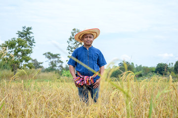 Naklejka na ściany i meble thai farmer harvesting rice on sky