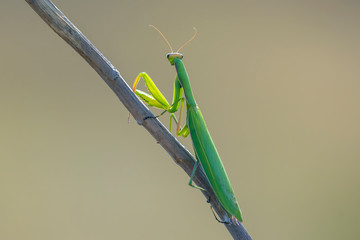 green mantis on a branch close-up