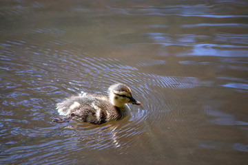 baby duckling chick swimming in fresh water in washington state