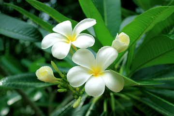 Beautiful frangipani (plumeria) flower with green leaves nature for background