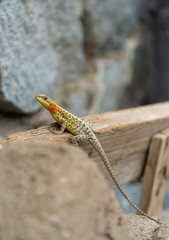 Himalayan Agama or Paralaudalia Himalayana Seen in the summer months around Leh city, Ladakh,...
