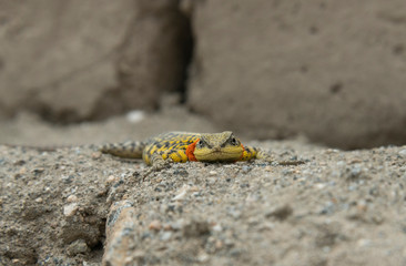 Himalayan Agama or Paralaudalia Himalayana Seen in the summer months around Leh city, Ladakh, India, Asia