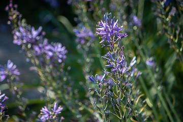 larkspur flowering in field during late spring day