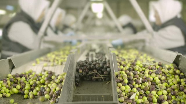 Conveyor Line for Sieving Olive with Factory Workers