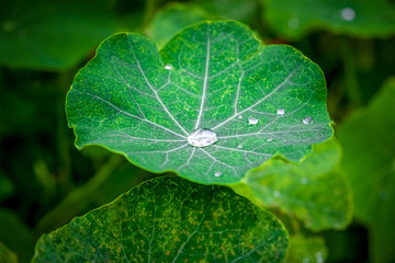 Large dew drop in the middlel of green lotus leaf extreme closeup with shallow depth of field