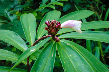 ดอกไม้ป่า