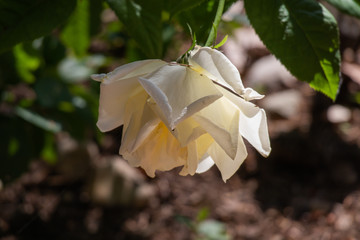 Fototapeta na wymiar white rose slowly wilting in summer sun in garden