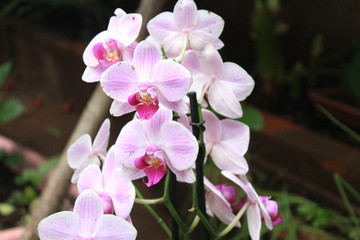 Naklejka na ściany i meble pink orchid in garden