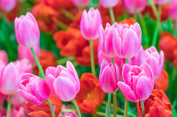 Colorful Pink Tulip flowers (Tulipa) are blooming in spring flower garden