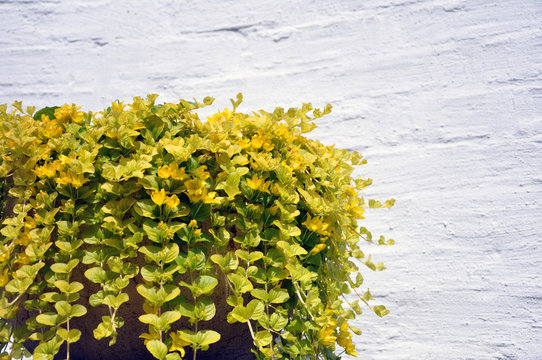 golden creeping jenny, scientific name Lysimachia nummularia, in a cache-pot