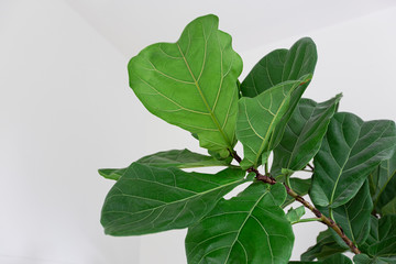 Fiddle leaf fig tree on white background.	