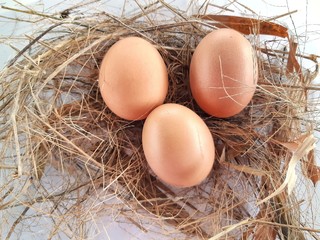 eggs in nest