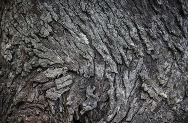 Texture of old wood plank.