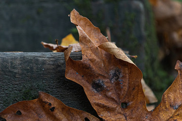 fall leaves gathering in the edges of the cement steps