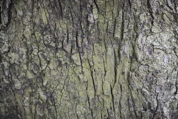 Texture of old wood plank.
