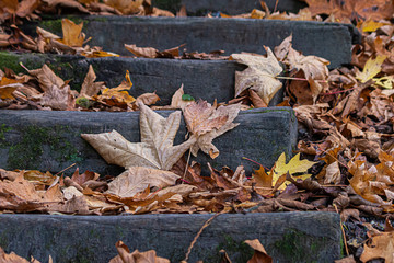 colorful fall leaves gathering in the edges of steps