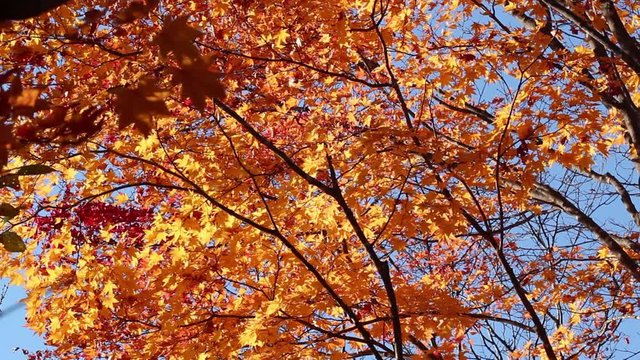 autumn014