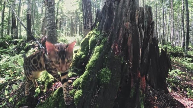 One cat in a city park. Bengal wildcat walk on the forest in collar. Asian Jungle Cat or Swamp or Reed. Domesticated leopard cat hiding, hunting and playing in grass. Domestic cat in outdoor nature.