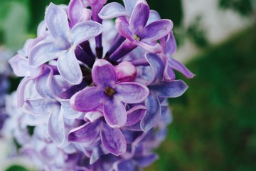 The Lilac