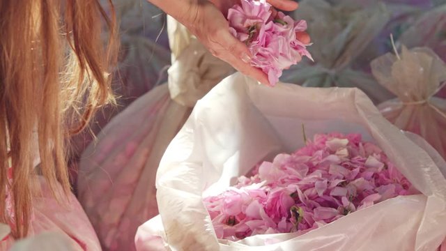 Girl with long hair taking pink rose petals from transparent sack. Close up.