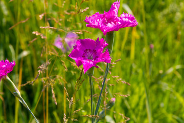 Dianthus campestris in summer garden