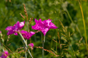 Dianthus campestris in summer garden