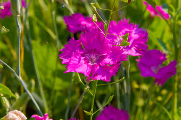 Dianthus campestris in summer garden