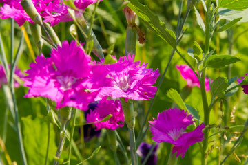 Dianthus campestris in summer garden