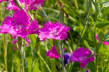 Dianthus campestris in summer garden