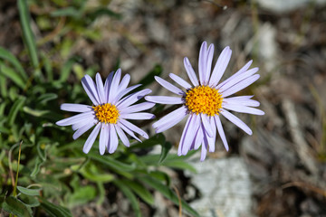 Altai Beautiful flowers Calm relax natural background.