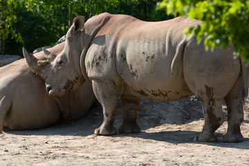 Naklejka premium Nosorożec biały Ceratotherium Simum Rhino Summer