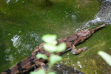 West African Sender-Snouted Cocodile Mecistops Cataphractus