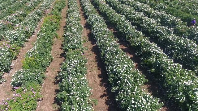 People picking rose petals between rosa damascena bushes. Aerial view. 