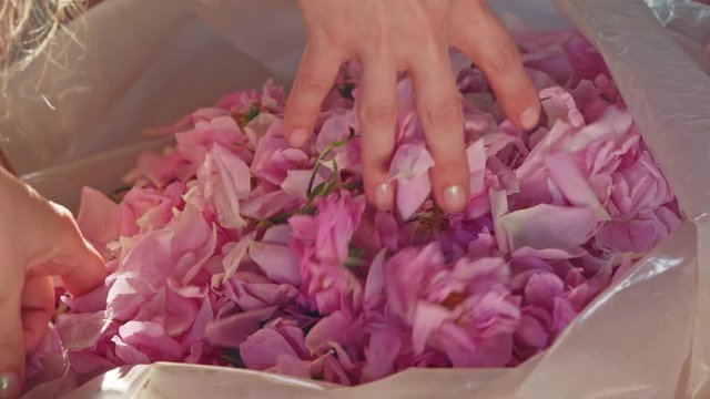 Girl with long hair taking pink rose petals from transparent sack. Close up.