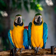 Colorful macaw on branch