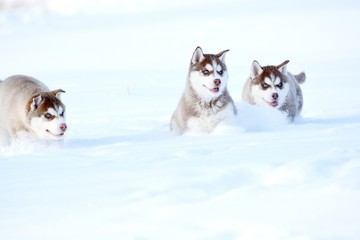 Red siberian husky puppy in snow