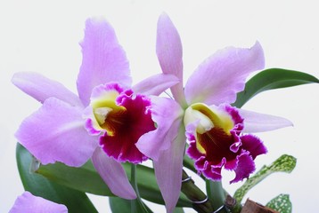 Pink and violet orchid Cattleya on white background