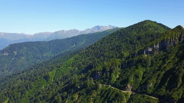 Pine trees forest in national park of central Artvin, Turkey