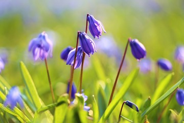 Spring blue flowers. Blue bells close-up in  grass on a blurred flower field background. Spring floral background in blue and green colors.