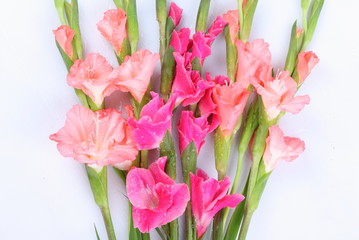 Pink gladiolus flower on white background