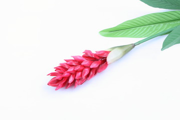 Obraz premium Fake Red cone ginger flower on white background