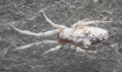 Macro Photo of White Spider is on the Web