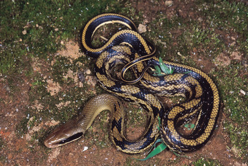 Orthriophis taeniurus. Striped Racer / Striped Trinket Snake. Non venomous. Arunachal Pradesh, India.
