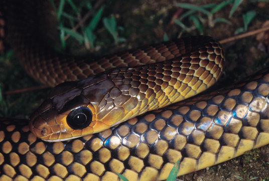 Ptyas korros. Indo-Chinese Rat snake. Non venomous. Arunachal Pradesh, India.