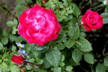 Red rose flower drops on green grass background. Fresh beautiful scarlet rose in the garden on a background of blurry green foliage. Soft focus.