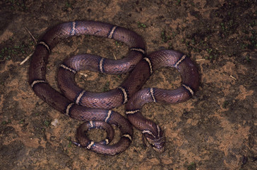 Oligodon albocinctus. White-barred / Ladder-backed Kukri snake. Non venomous. Arunachal Pradesh, India.
