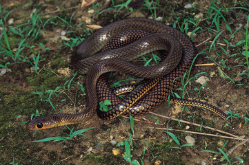 Ptyas korros. Indo-Chinese Rat snake. Non venomous. Arunachal Pradesh, India.