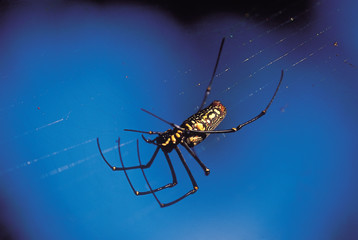 Nephila Maculata, Giant Wood Spider, on web. Karnataka, India.