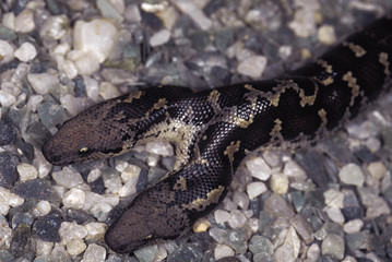 Bicephalous Eryx Conicus. Two-headed Russell's Earth boa/Sand boa. Born in captivity. Non venomous.Maharashtra, India.