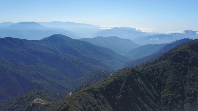 Pine trees forest in national park of central Artvin, Turkey